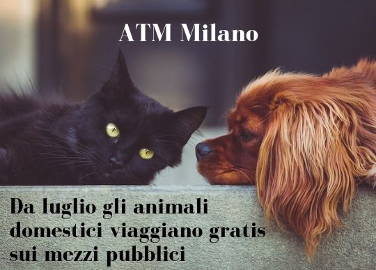 animali domestici gratis su mezzi MI.jpg